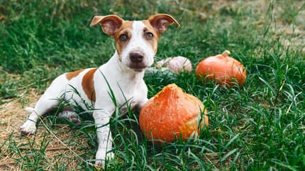 Hokkaido Kürbis Hund