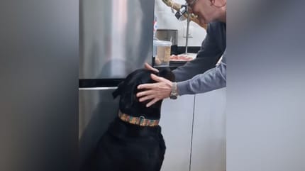 Un homme caresse un Rottweiler.