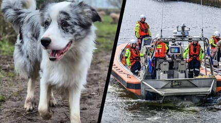 Hond Blue in Drimmelen helaas dood aangetroffen