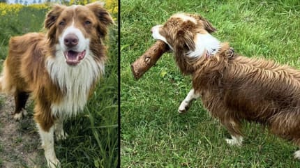 Hond Daisy verdween spoorloos en is nog steeds niet gevonden