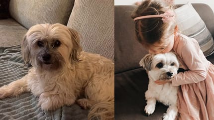 Hond Estavana Polman overleden