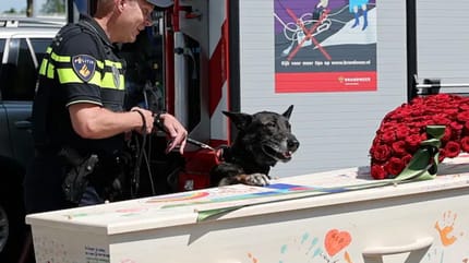 Hund nimmt auf eigene Weise Abschied von Herrchen