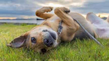 Hond rolt in het gras