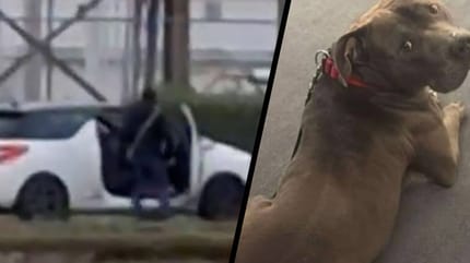 Hond Sparrow wordt express aangereden door zijn baasjes