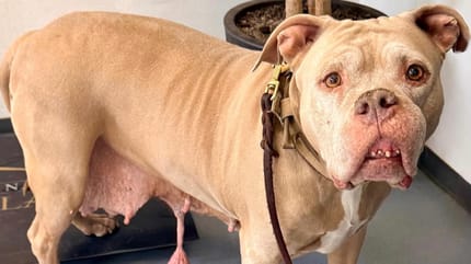 Hond uit Rotterdam met tumoren na weken eindelijk geopereerd