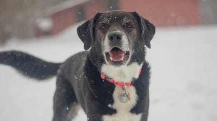 Hond vastgebonden achtergelaten in Wormer, rechter grijpt in