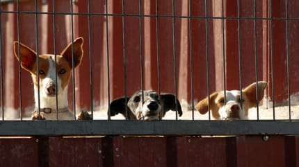 Hondenasiel in Spanje