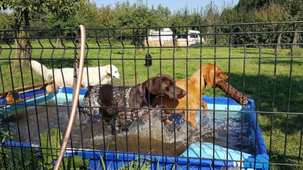 Hondenopvang Hus in Woerden dreigt te verdwijnen
