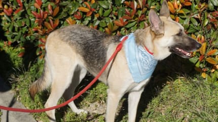 Horka, chienne à adopter