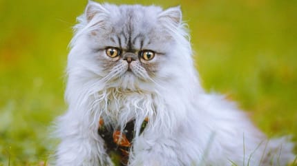 How long do Persian cats live: Persian cat