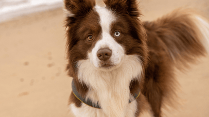 Cuánto ejercicio necesita un border collie