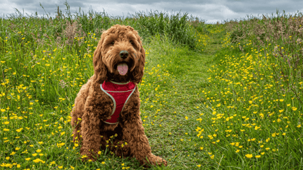 How much exercise do Cockapoos need: Person walking cockapoo