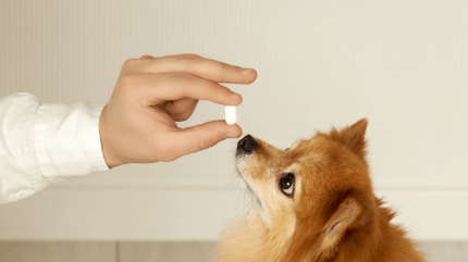 How to get a dog to take a pill: Pomeranian with a tablet