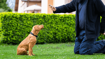 How to train a large breed puppy vs a small breed: large and small puppy with owner
