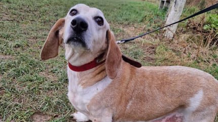 Hox, chien Basset Artésien Normand à adopter