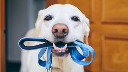 Hund an der Tür mit Hundeleine in der Schnauze