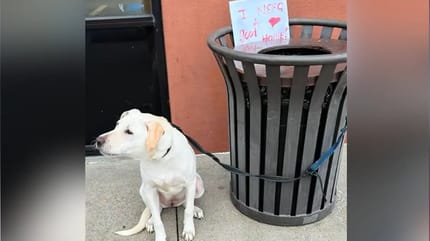 Hund an einen Mülleimer angebunden