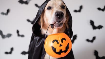 Hund an Halloween