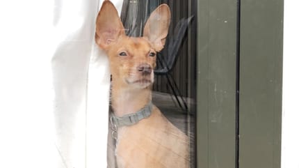 Hund bellt, wenn er alleine ist