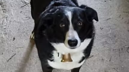 Hund Buddy
