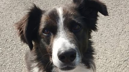 Hund Charly