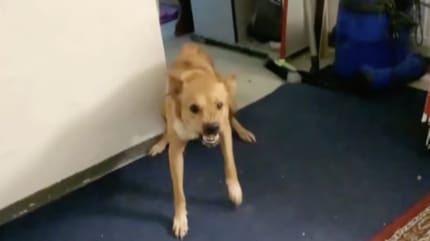 Hund der Hauskauf-Nomaden