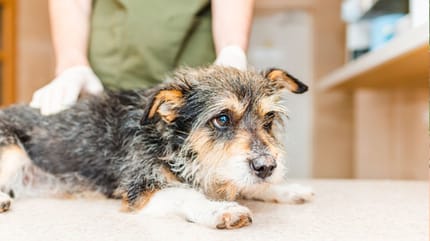 Hund einschläfern bei Gebärmutterentzündung