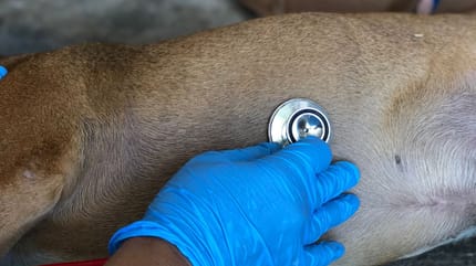 Hund einschläfern: Wasser im Bauch