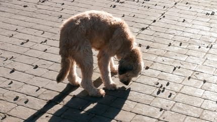 Hund entdeckt Eicheln auf dem Boden