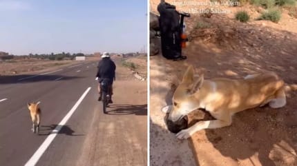 Hund folgt Touristen durch die Wüste