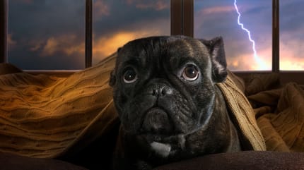 Hund hat Angst bei Gewitter