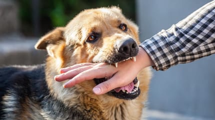 como castigo a mi perro por morder