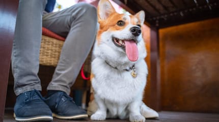 Hund im Restaurant unter dem Tisch
