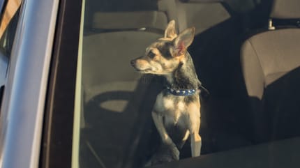 Hund im verschlossenen Auto