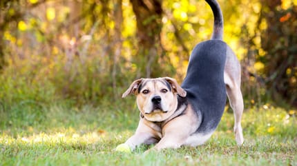 Hund in der Gebetsstellung