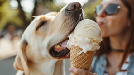 Drfen Hunde Eis essen?