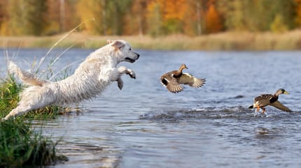 Hund jagt Enten im Wasser