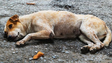 Hund liegt auf Straße