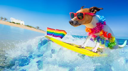Hund mit Sonnenbrille auf dem Surfbrett