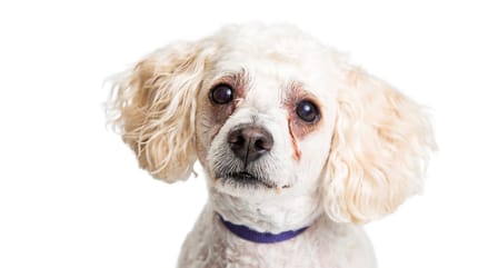 Hund mit tränenden Augen