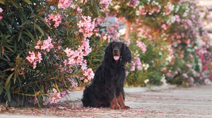 Hund Oleander