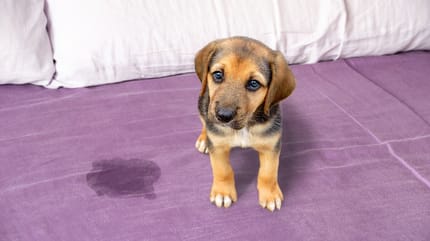 Warum Pinkelt Mein Hund Auf Seinen Schlafplatz Hund pinkelt ins Bett: Warum und was tun?