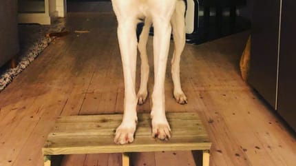 Hund mit ungewöhnlich langem Hals