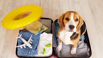 Hund sitzt im Reisekoffer