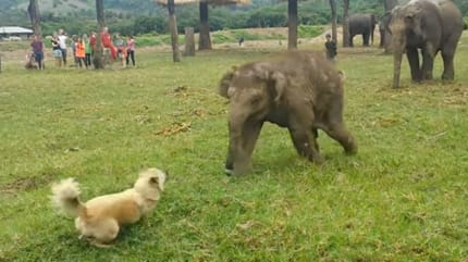 Hond speelt met een olifant
