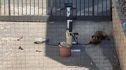 Hund stirbt in Italien den Hitzetod