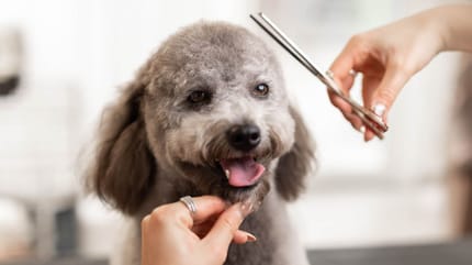 hund trimmen tipps und hinweise