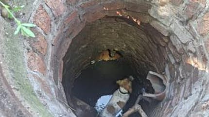 Hund und Fuchs im Gully