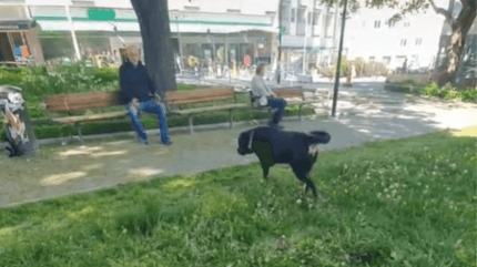 Chien et homme dans le parc
