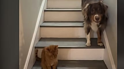 HUnd und rote Katze auf der Treppe